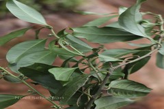Sarcococca coriacea